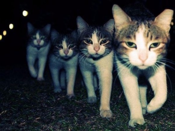 猫は群れると迫力が増す 圧倒的強さを感じさせる猫集団の写真 カラパイア