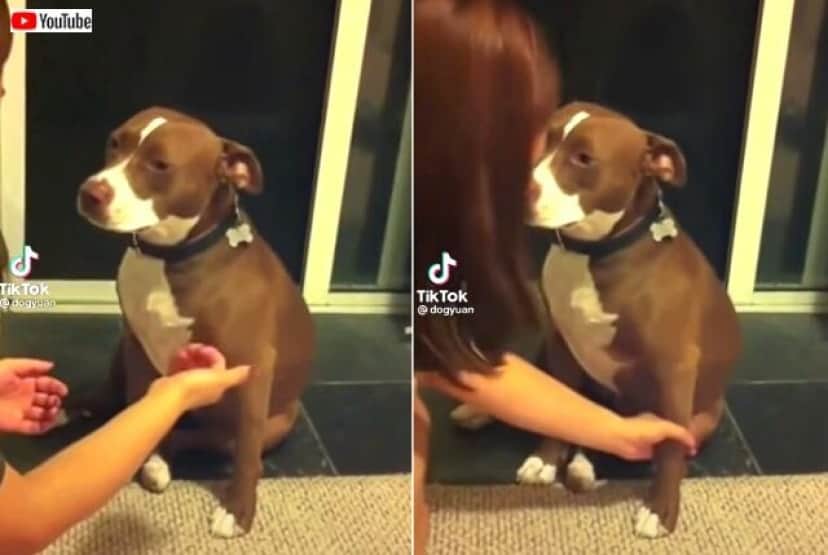 これってオスカー取れるんじゃない 爪切りが苦手な犬 名優張りの演技力で死んだふりをする カラパイア これってオスカー取れるんじゃない 爪切りが苦手な犬 名優張りの演技力で死んだふりをする カラパイア
