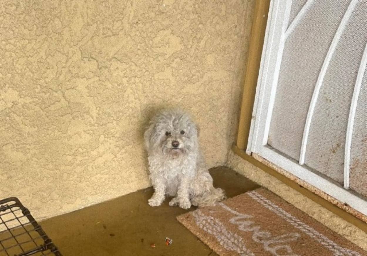 洪水で家を失った犬が近所の家に助けを求める