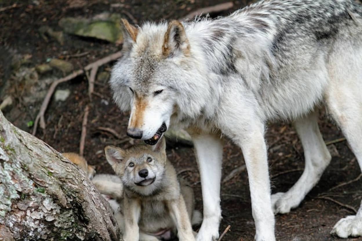 世界初 ホッキョクオオカミのクローンが誕生 ビーグル犬が代理母 カラパイア