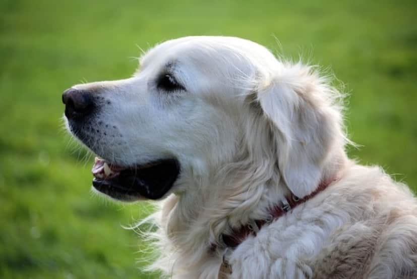 dog3_e