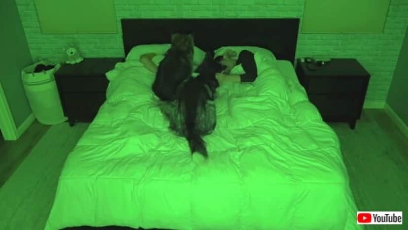 sleepingwhuskies2_640