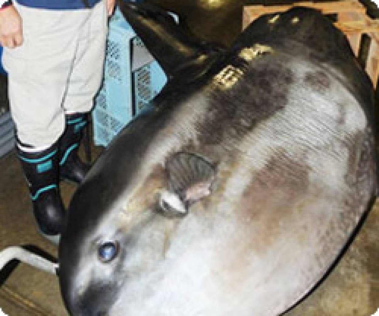 秋田にマンボウが漂着 そしてまた漂着 さらに次はあるのか カラパイア 秋田にマンボウが漂着 そしてまた漂着 さらに次はあるのか カラパイア
