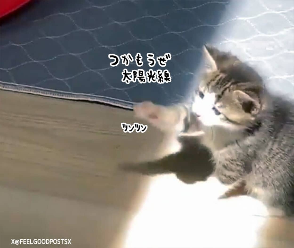 日の光にタッチしようとするかわいい子猫