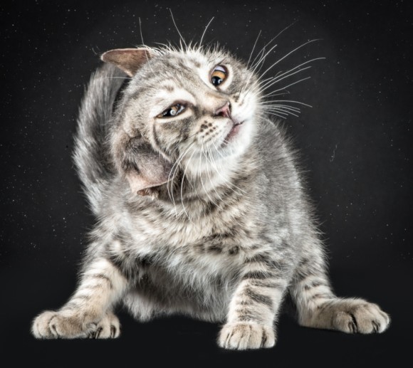 水に濡れた猫がフルフルすると化け猫となる 猫が首を振る瞬間をとらえたホラー画像 動画 カラパイア