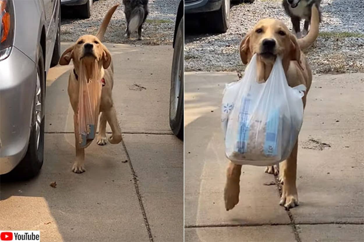 おりこうでかわいい。荷物を運ぶお手伝いをする犬