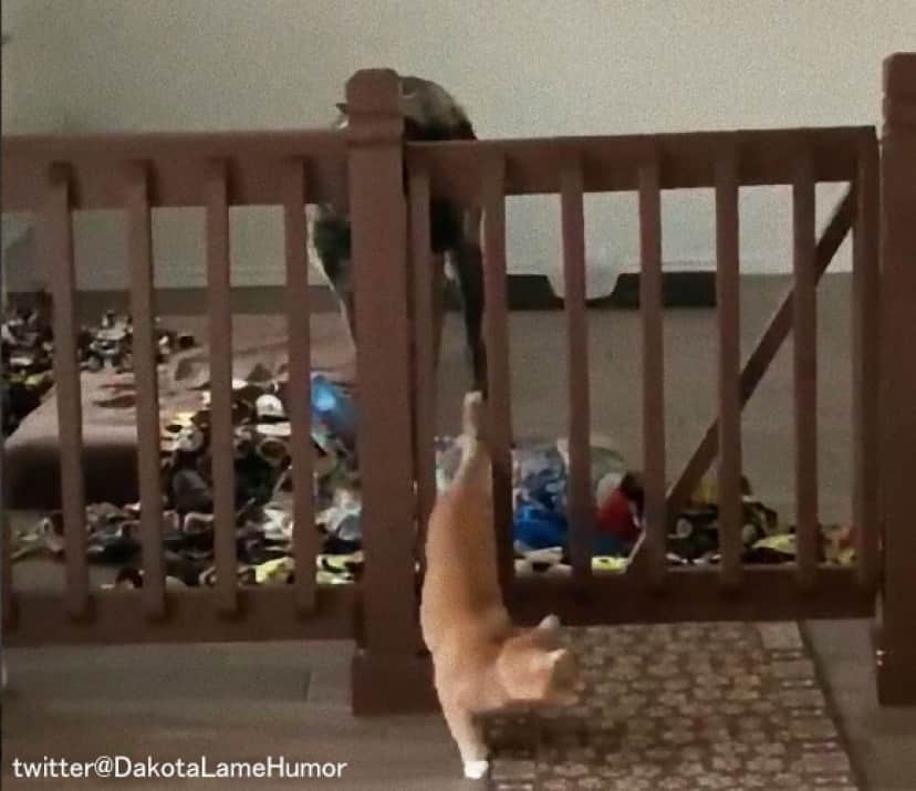 大型犬と猫のコント