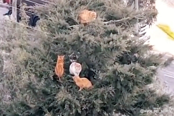 高い木の上で猫たちの集会が開かれていた件