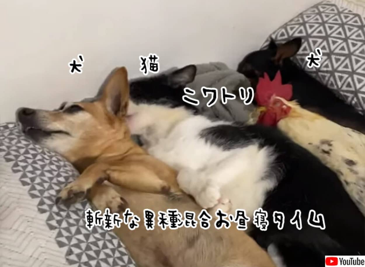 犬と猫とニワトリが一緒のお布団でお昼寝タイム