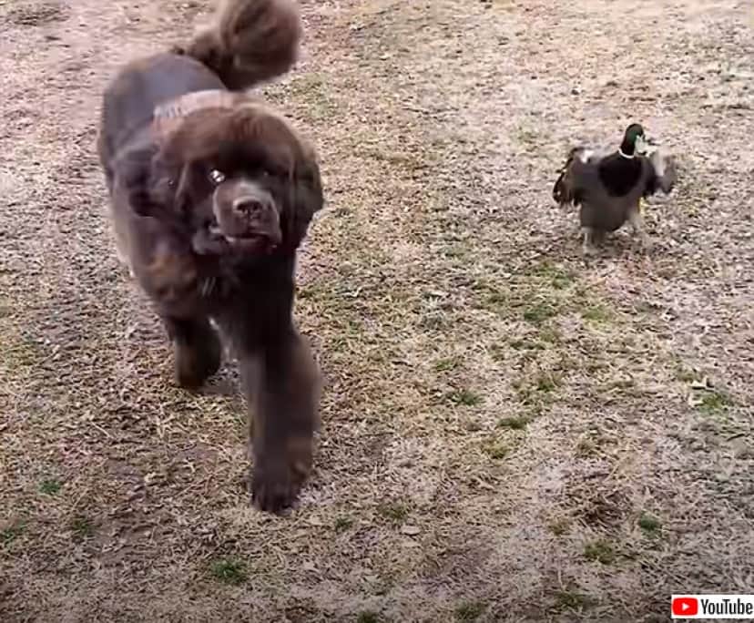 マガモが犬に恋をした 絶対にそばを離れようとしないマガモとそれを受け入れる犬の物語 カラパイア