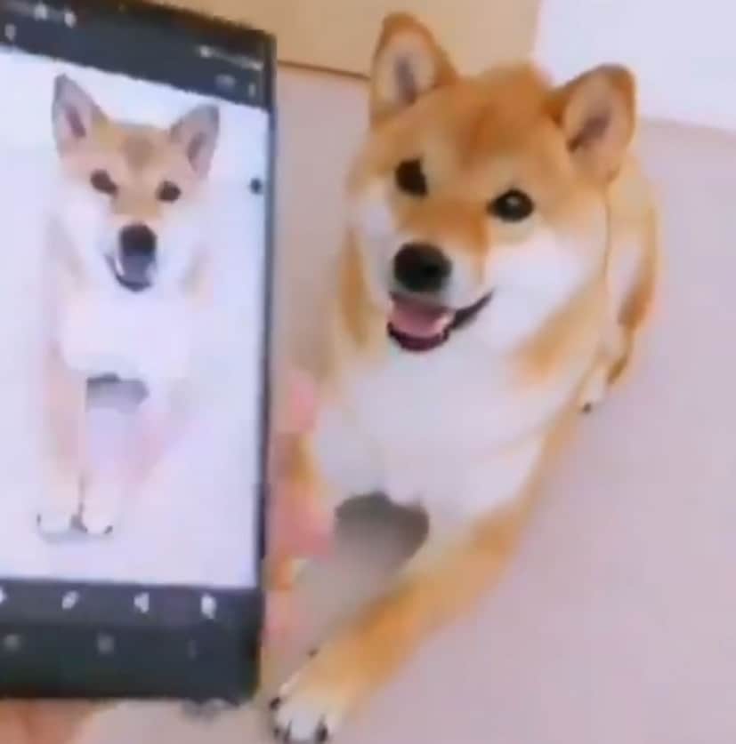 これはかわいい スマホに撮った自分のポーズと同じポーズをする犬 カラパイア