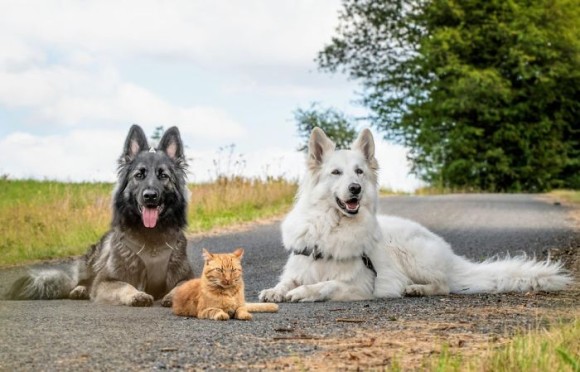 消防士に保護された子猫、飼い犬に囲まれ育ち犬化が加速（ベルギー）