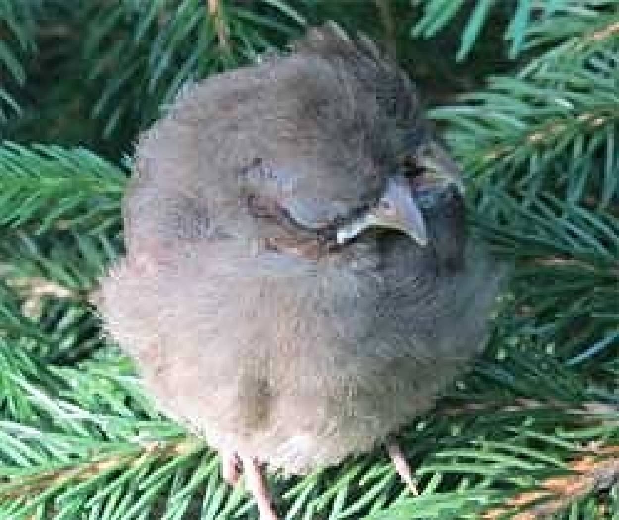 頭が2つ くちばしが3つある鳥のヒナが発見される 米マサチューセッツ州 カラパイア