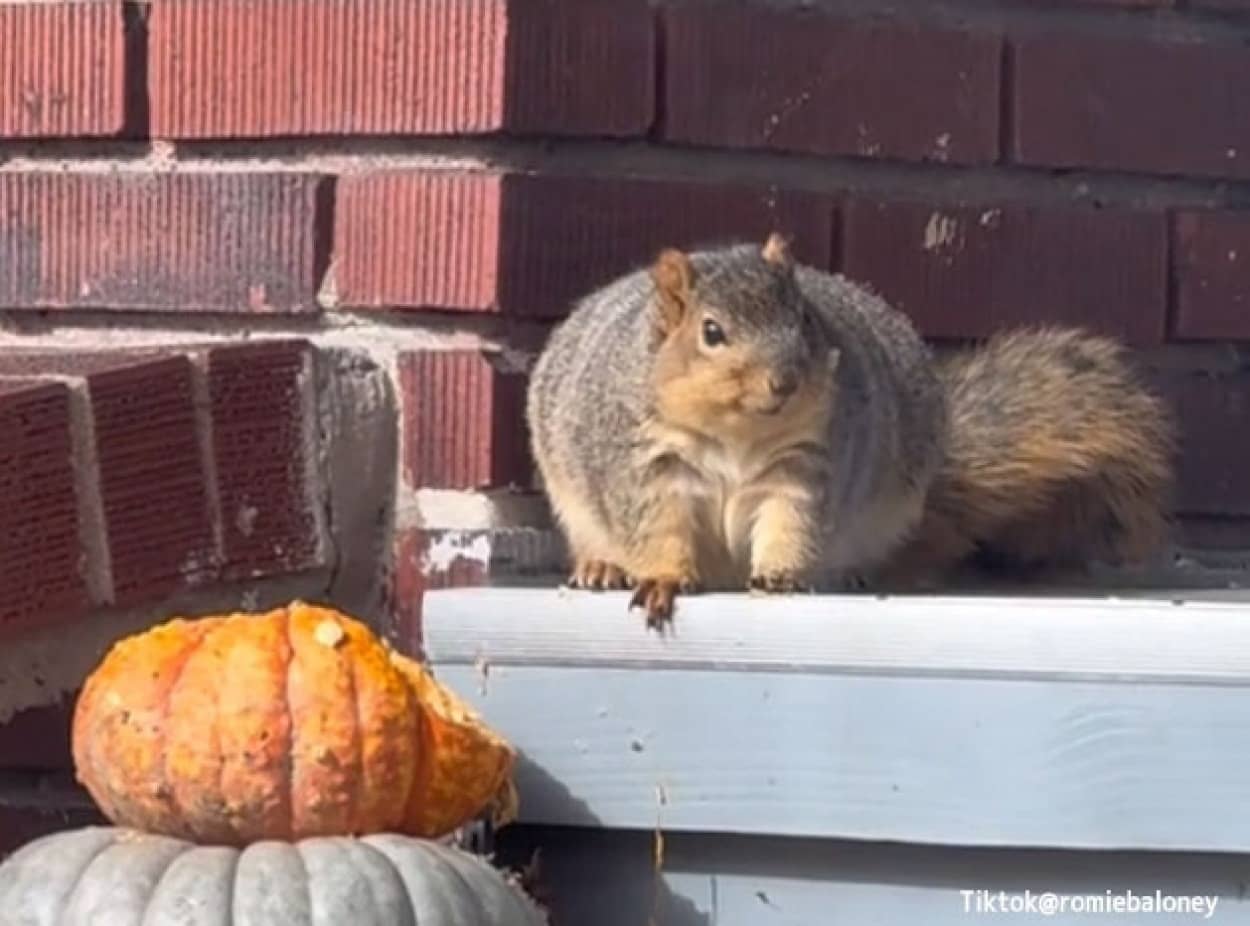 リスがカボチャを食べすぎてふとっちょリスに