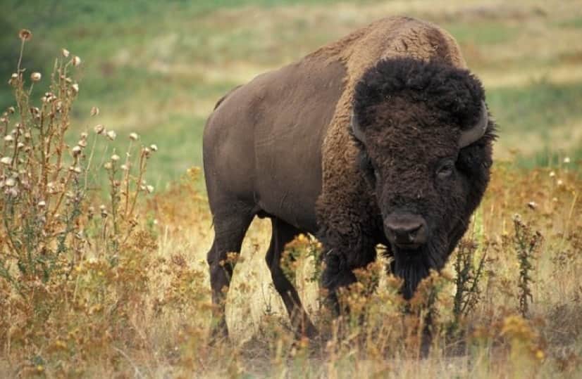 bison-gdaf52c319_640_e