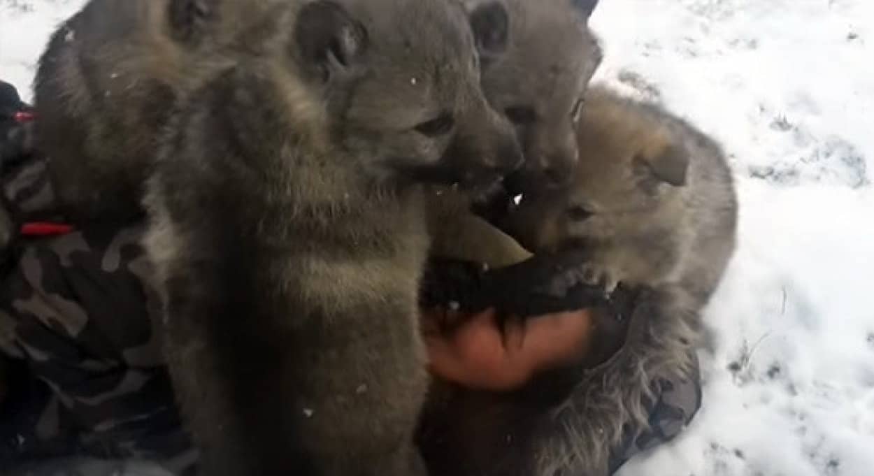 あたしだってつぶされたい 総勢12匹の狼犬 ウルフドッグ の子どもたちに生き埋めにされるお姉さん カラパイア あたしだってつぶされたい 総勢12匹の狼犬 ウルフドッグ の子どもたちに生き埋めにされるお姉さん カラパイア