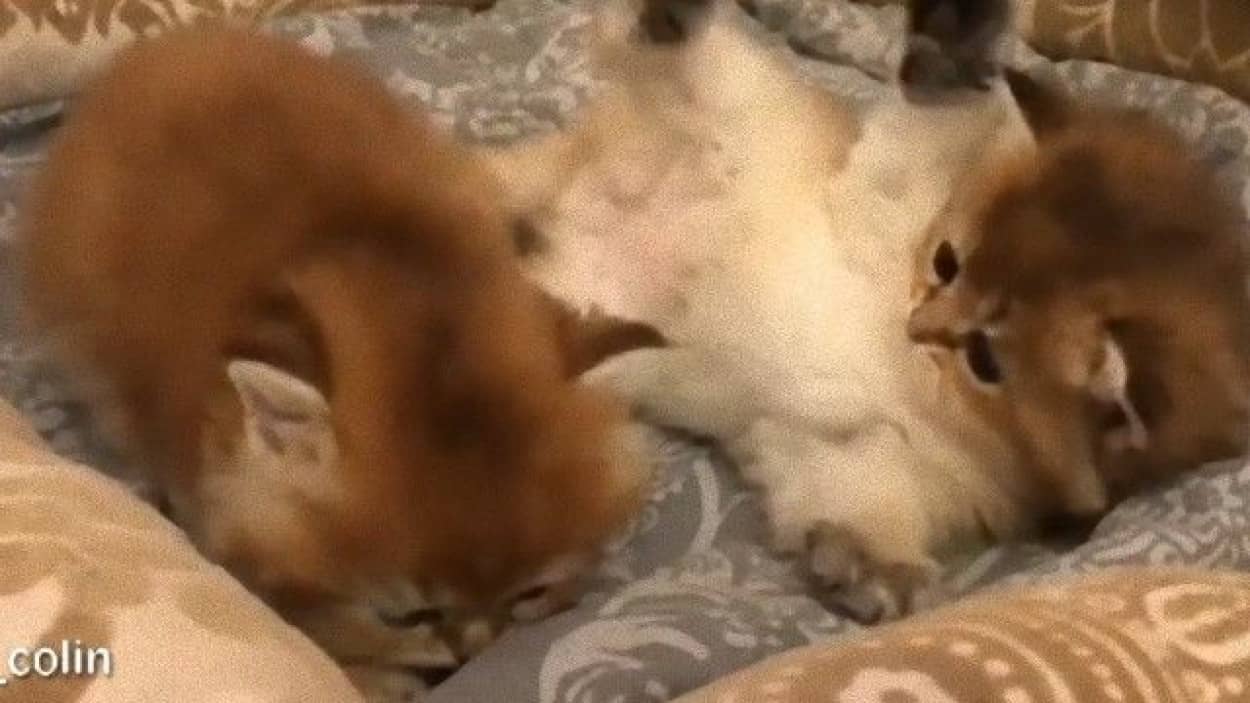 お疲れのあなたに じゃれまわる子猫たちをただ愛でる動画でほっこりしようよ カラパイア お疲れのあなたに じゃれまわる子猫たちをただ愛でる動画でほっこりしようよ カラパイア
