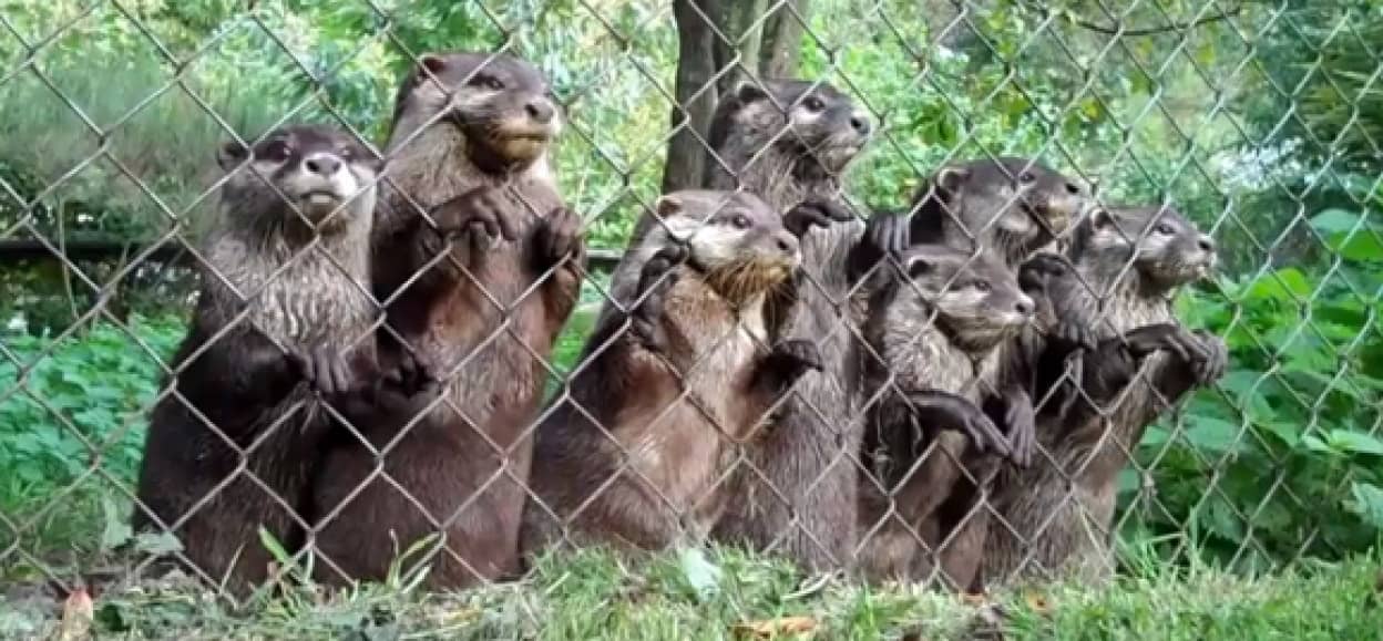 これ1本でカワウソ ラッコのかわいさが良くわかる 保存版カワウソ ラッコ動画総集編 カラパイア