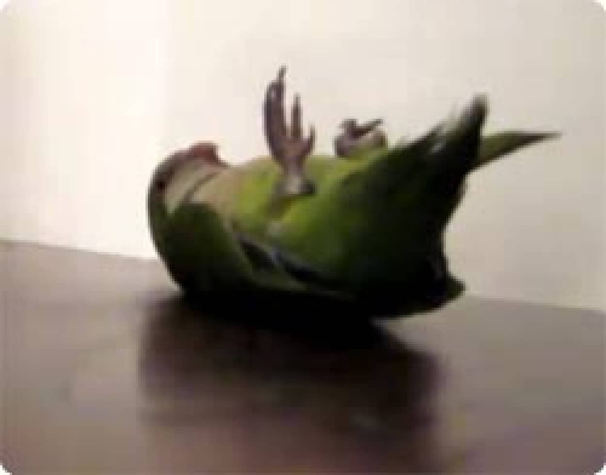 動物動き