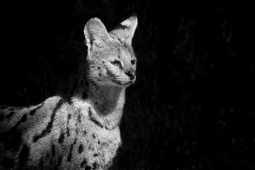 serval-1118481_640
