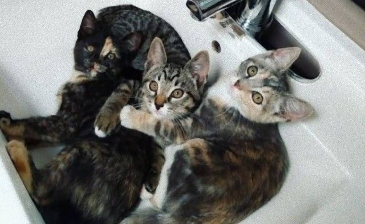 今日も猫は猫だった 面白がいっぱい詰まった猫たちとの暮らしを見てみよう カラパイア 今日も猫は猫だった 面白がいっぱい詰まった猫たちとの暮らしを見てみよう カラパイア