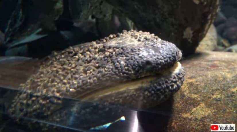 ふ ふあ あ 世にも珍しい オオサンショウウオが大口開けて大あくび カラパイア ふ ふあ あ 世にも珍しい オオサンショウウオが大口開けて大あくび カラパイア
