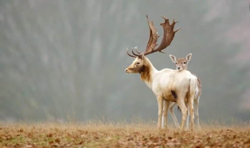 cuteanimals5_e