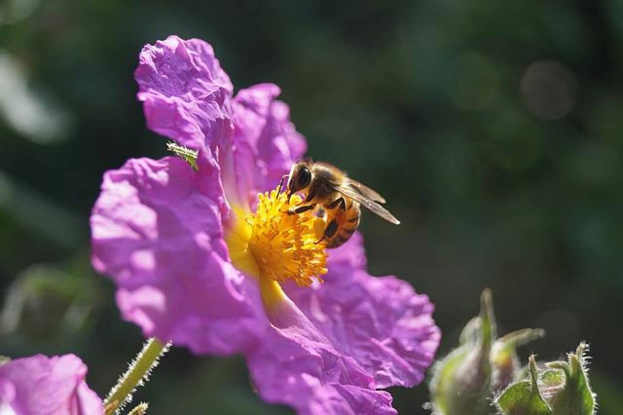 honeybee-g7801b2f90_640