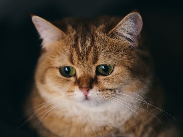 猫だって悲しい。共に暮らしていた仲間の犬や猫が死ぬと、悲しみの行動をとることが明らかに