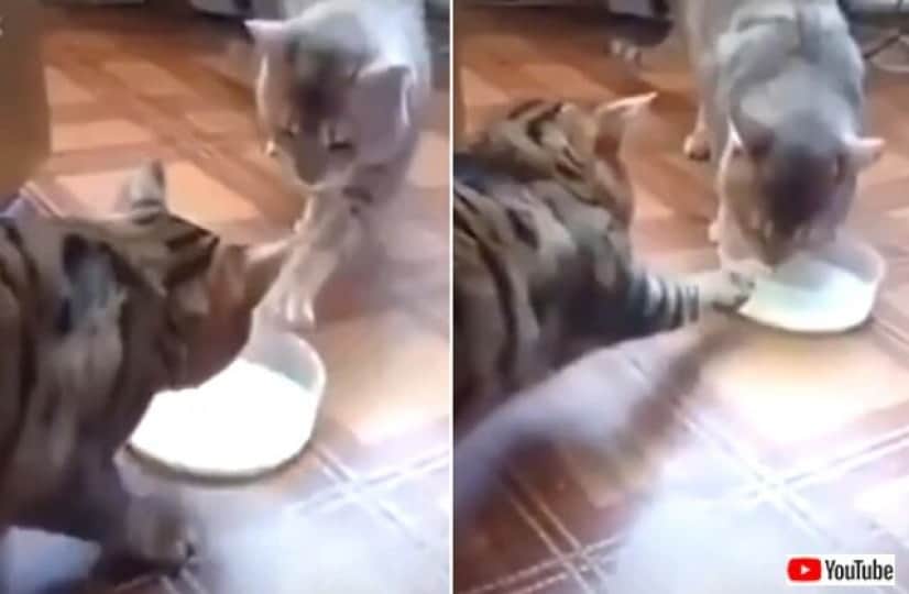 funniestcat4_640