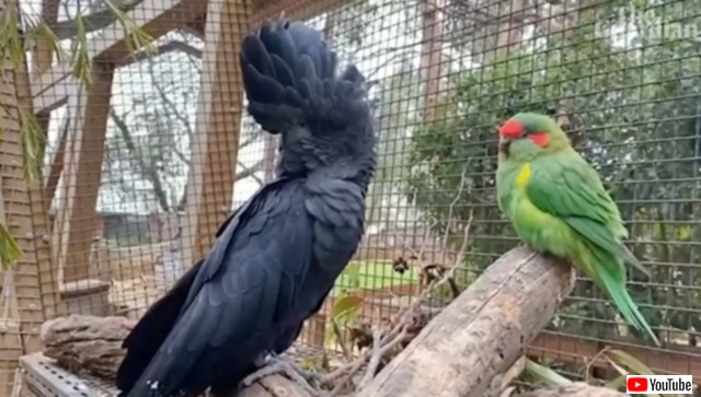 人間にしか興味のないオウムと、仲間となじめなかったインコが出会った瞬間にベストフレンドに