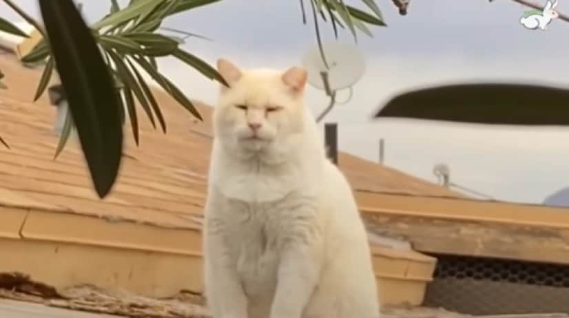 cats10_e