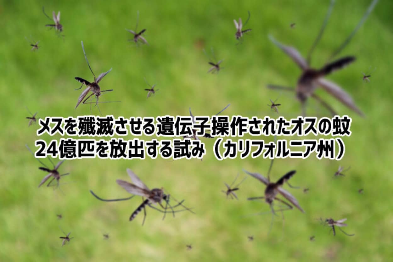 遺伝子組み換え蚊の放出テスト