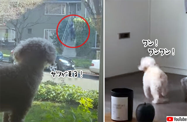 家に投棄すな！郵便配達員を敵認証する犬、郵便物が投函されると荒ぶる