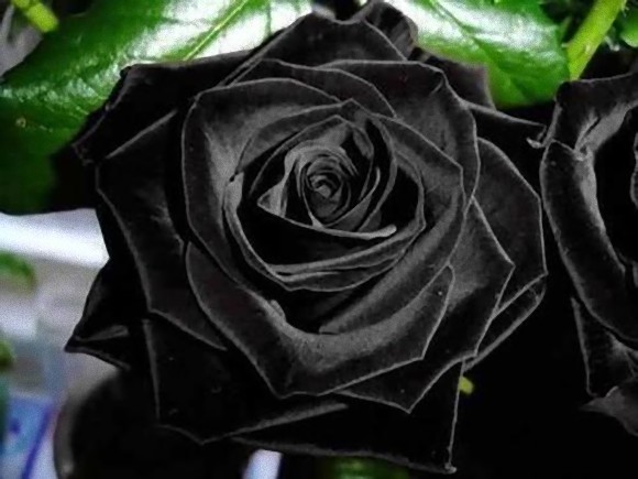 フェイクだった ちょっとかっこいい トルコのごく一部地域にしか咲かない 黒薔薇 追記あり カラパイア