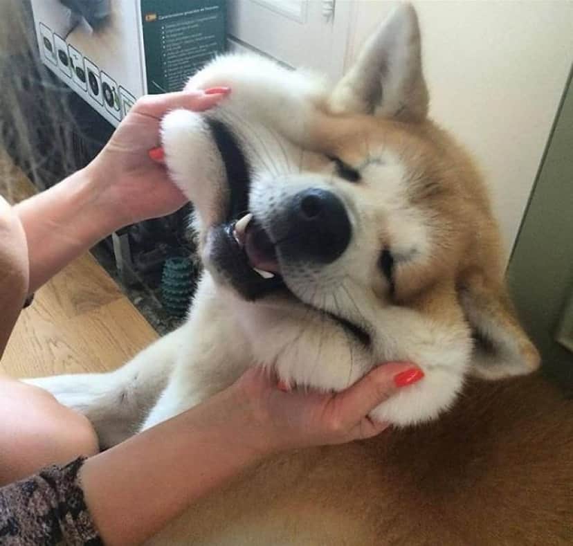 犬ってやっぱいいやつだ 犬のびよ んがあまりにも脱力キュート カラパイア 犬ってやっぱいいやつだ 犬のびよ んがあまりにも脱力キュート カラパイア