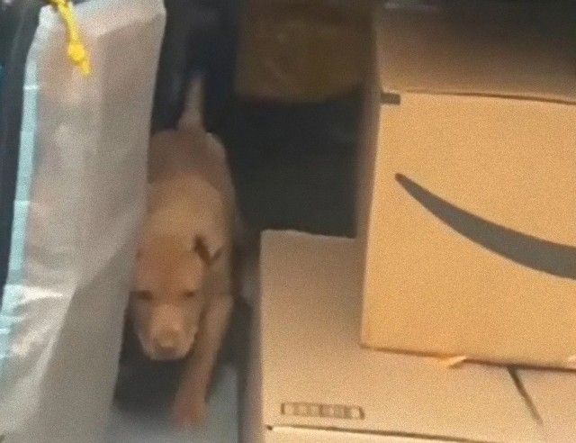 Amazonの配達員が犬を盗みトラックに入れたところを発見され解雇される