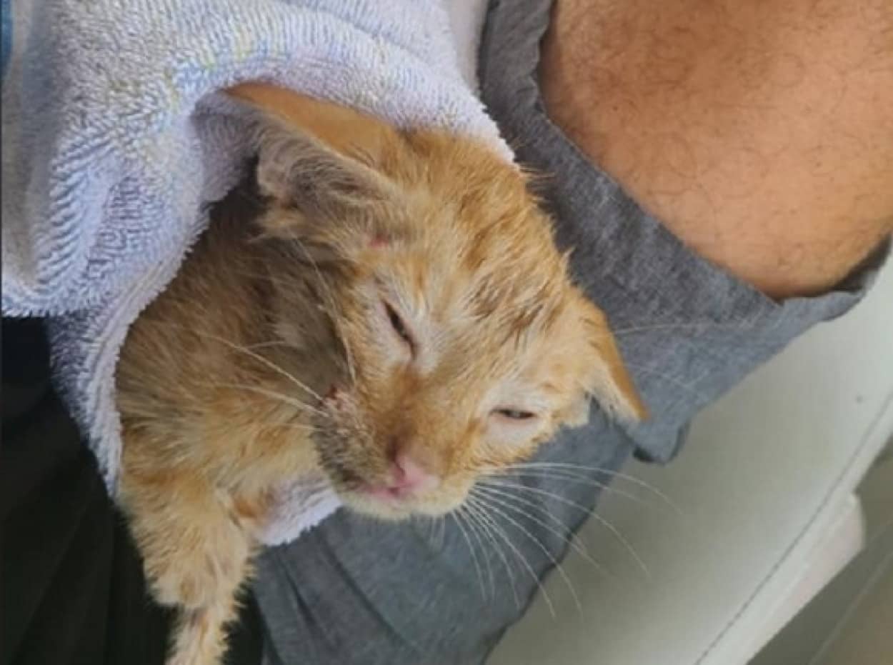 なぜそこに メキシコ湾で溺れていた子猫を釣り人らが救出 アメリカ カラパイア なぜそこに メキシコ湾で溺れていた子猫を釣り人らが救出 アメリカ カラパイア