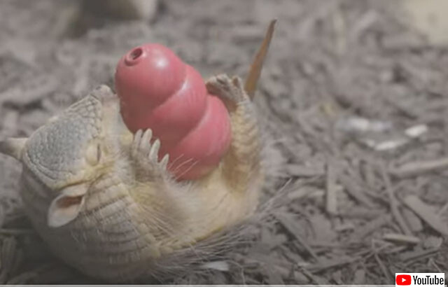 おもちゃで遊ぶケナガアルマジロの赤ちゃんがかわいすぎた
