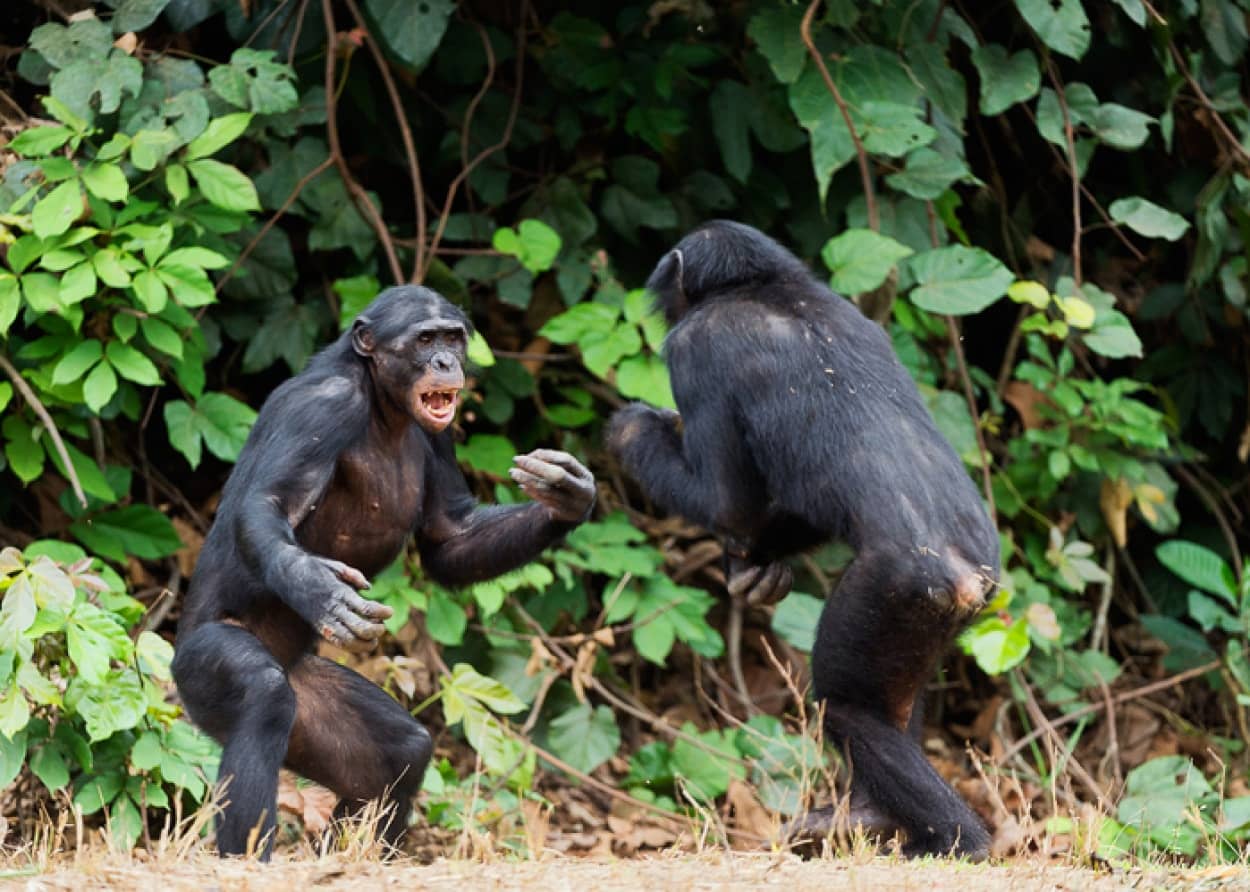 チンパンジーは人間のような軍事戦略を使用する