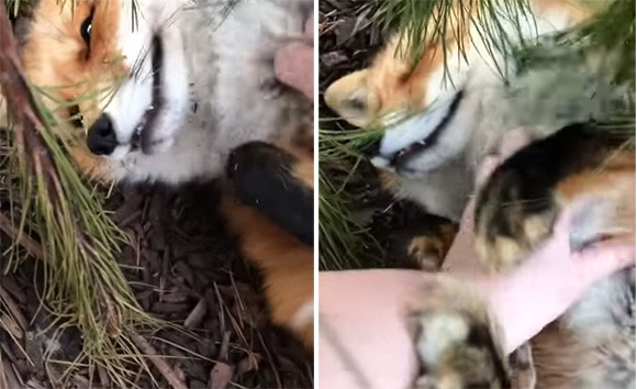 ペットのキツネが全力で尻尾フリフリ だってお腹を撫でてほしくて カラパイア ペットのキツネが全力で尻尾フリフリ だってお腹を撫でてほしくて カラパイア