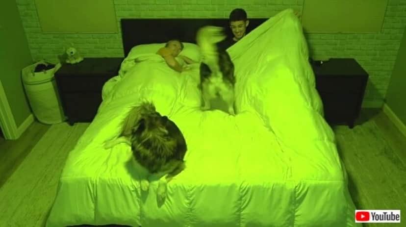 sleepingwhuskies1_640