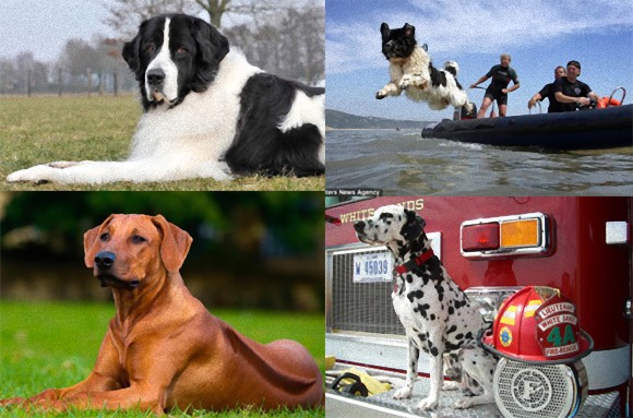 犬がいたから人がいる 人類のパートナーとしてすごい仕事をしてきた6種の犬 カラパイア