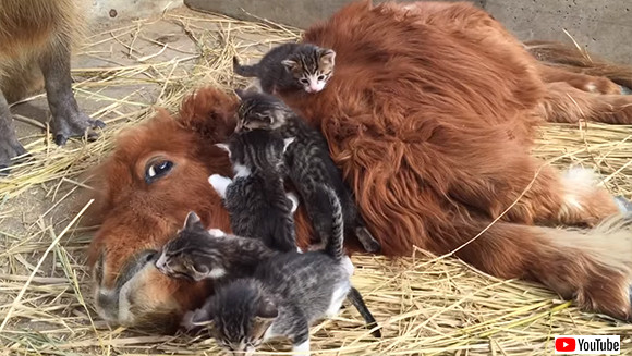 5匹の子猫に愛されるポニーとそれを見守るカピバラ