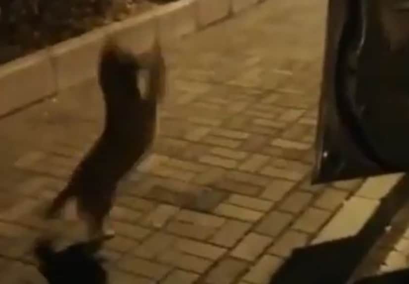 dog1_e