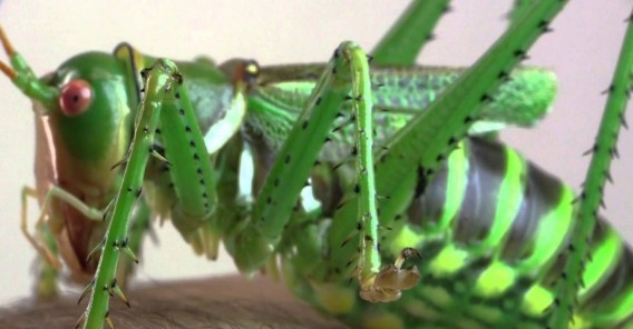 赤い目をした巨大なキリギリス レッドアイ デビル がコオロギを捕食する映像 昆虫注意 カラパイア Linkis Com