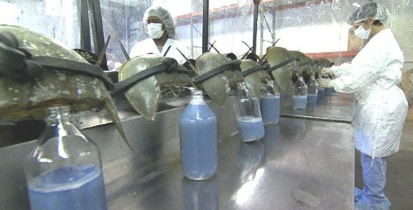 人類の命を救う カブトガニの青い血の採取工場を訪ねて カラパイア