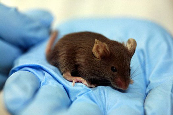 labmouse