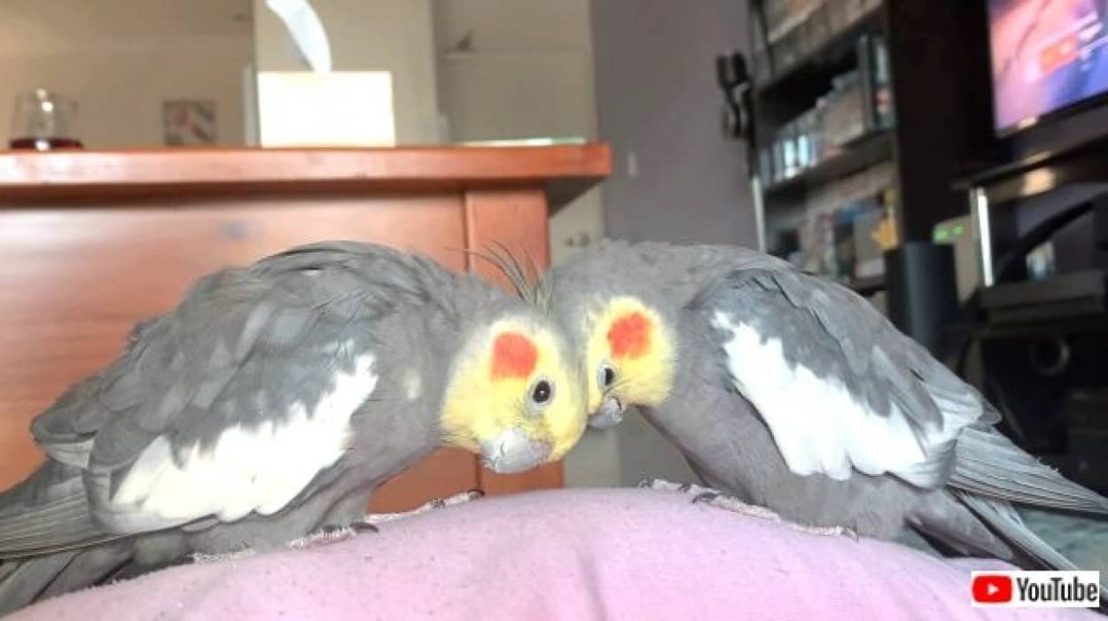 オカメインコに癒されたい マイペースな彼らの日常的風景を垣間見よう カラパイア