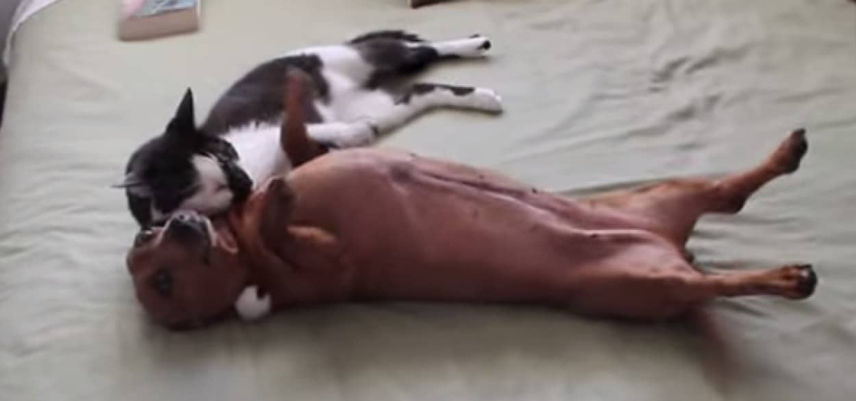 どうどうどう 暴れる犬をやさしくなだめる猫 カラパイア